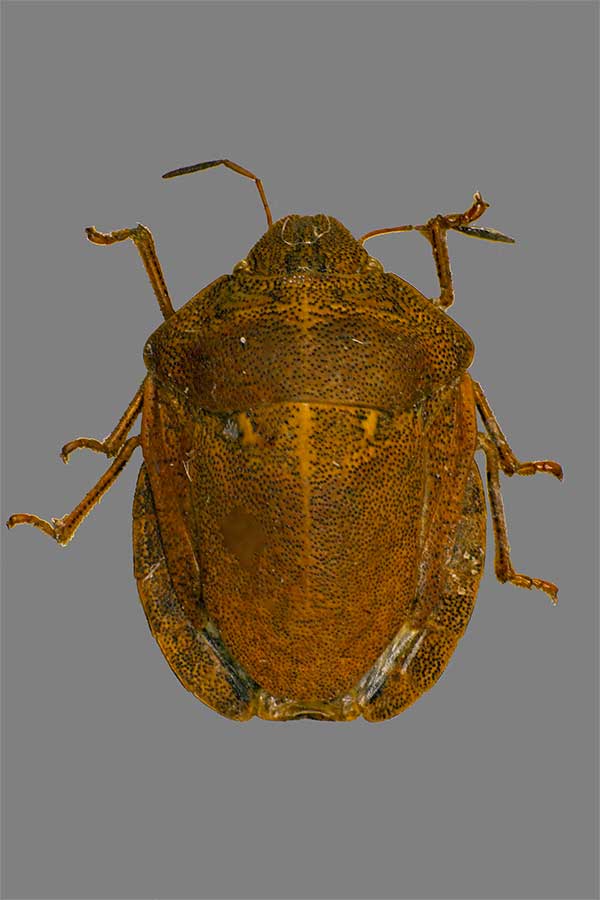 Schildwanze Eurygaster testudinaria