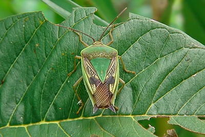 Stachelwanze Wau Papua-Neuguinea