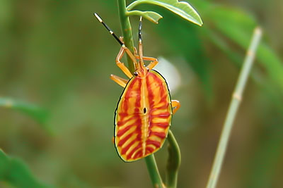 Nymphe Tessarotomidae