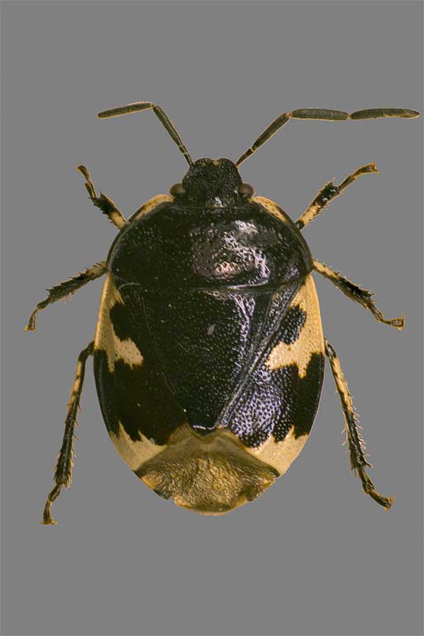 Tritomegas bicolor