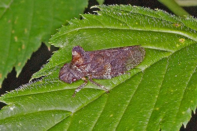 �hrchenzikade Ledra aurita 