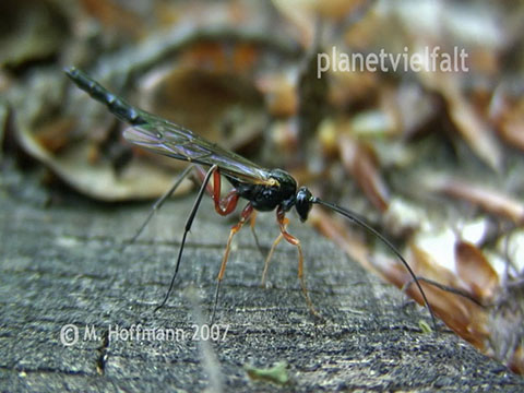 Schlupfwespe Rhyssa Hachem�hle