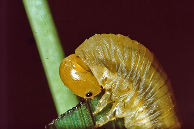 Portr�t parasitierte Blattwespenlarve