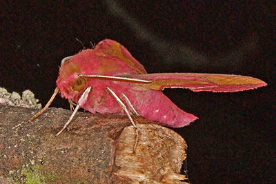 Kleiner Weinschw�rmer Pergesa porcellus