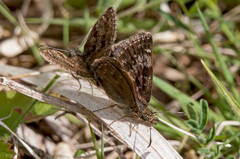 Kopula Dunkler Dickkopffalter Erynnis tages