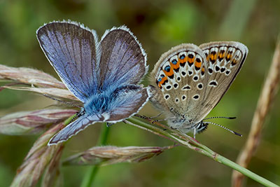 Kopula Blaulinge Plebejus argus