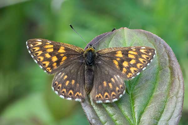 Perlbinde Hamearis lucina