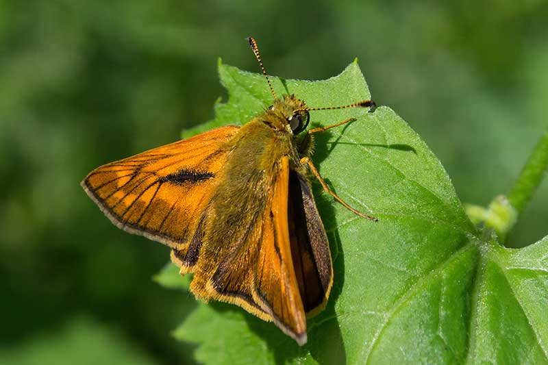 Rostfarbiger Dickkopffalter Ochlodes sylvanus 