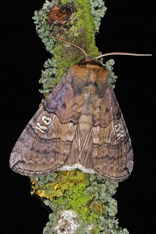 Augen-Eulenspinner Palympsetis ocularis