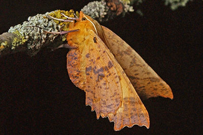 Herbstlaubspanner Ennomos autumnaria