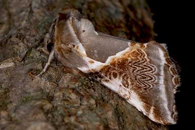 Achat-Eulenspinner Habrosyne pyritoides