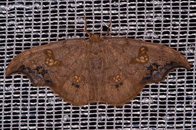 Linden-Sichelfl�gler Sabra harpagula