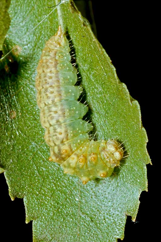 Raupe Sichelspinner Drepana falcataria