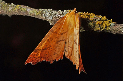 Herbstlaubspanner Ennomos autumnaria