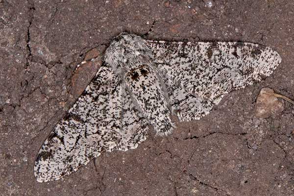 Birkenspanner Biston betularia