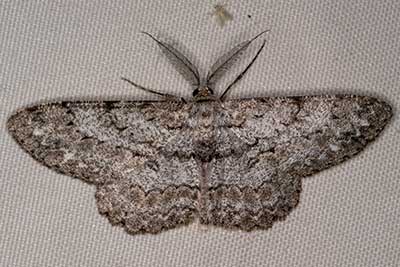 Gro�er Rindenspanner Hypomecis roboraria