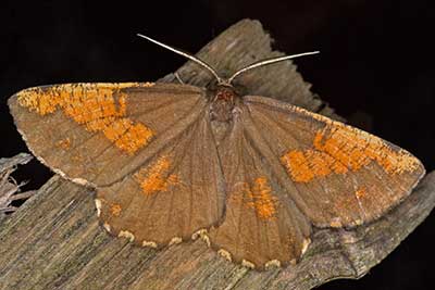 Schlehenspanner Angerona prunaria