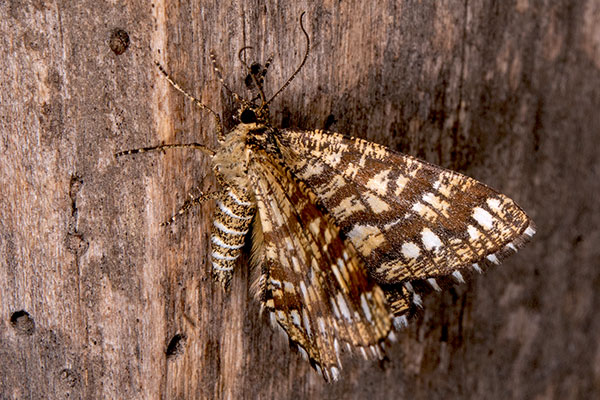 Semiothisa clathrata