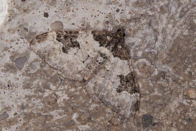 Garten-Blattspanner Xanthorhoe fluctuata