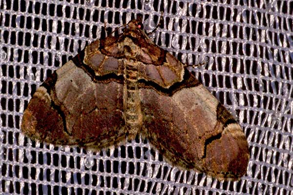 Schwarzbinden-Rosen-Blattspanner Anticlea derivata