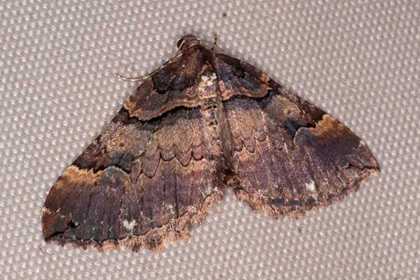 Violettbrauner Rosen-Blattspanner