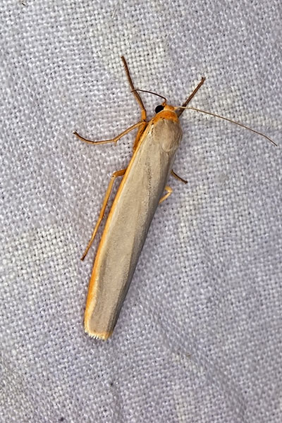 Flechtenb�rchen Eilema spec.