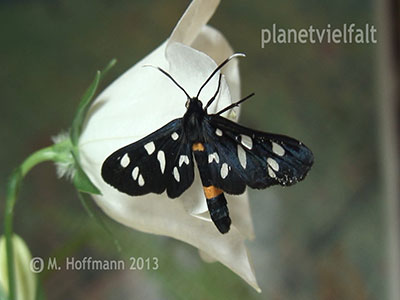 Wei�fleckwidderchen Syntomis phegea