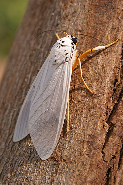 B�renfalter bei Arba Minch, �thiopien