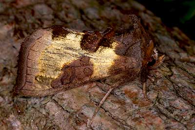 Messingeule Diachrysia chrysitis