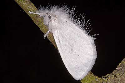 Schwan Sphrageidus similis