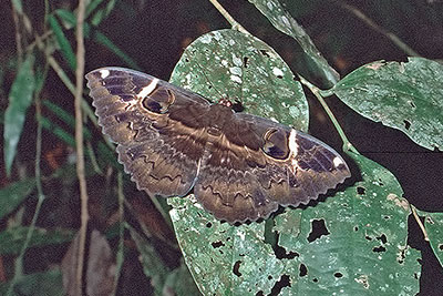 Eulenfalter Erebus am Mount Cyclop