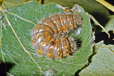 Raupe Mondvogel kurz vor der Verpuppung