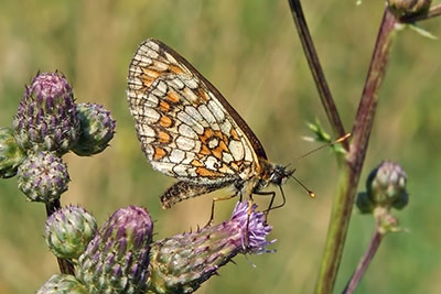 Scheckenfalter Melitaea aurelia