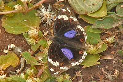 Junonia oenone in Arba Minch