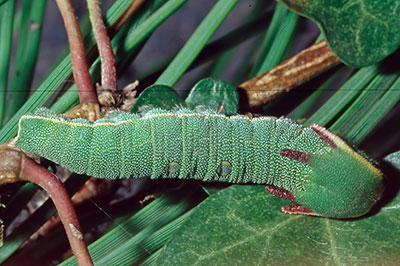 Raupe Erdbeerbaumfalter