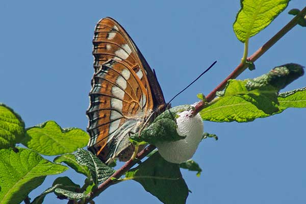 Gro�er Eisvogel Limenitis populi Weibchen