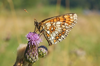 Ehrenpreis-Scheckenfalter Melitaea aurelia