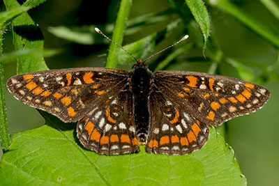 Eschen-Scheckenfalter Euphydryas maturna