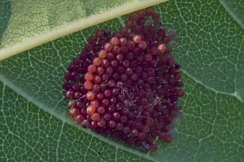 Eigelege Eschen-Scheckenfalter Euphydryas maturna