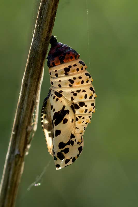Puppe Eschen-Scheckenfalter Euphydryas maturna