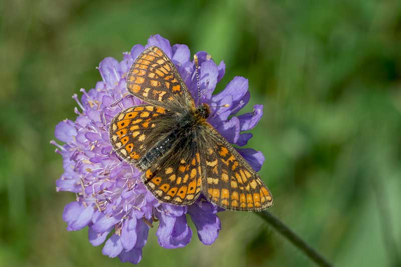 Euphydryas aurinia