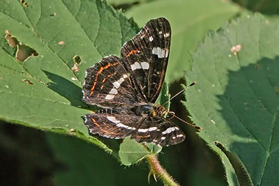 Landk�rtchenfalter Araschnia levana f. prorsa