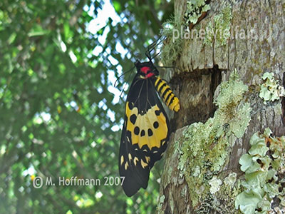 Schlupf Ornithoptera priamus aus Puppe