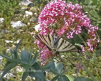 Segelfalter Iphiclides podalirius