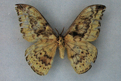 Syntherata hoffmanni, Holotype