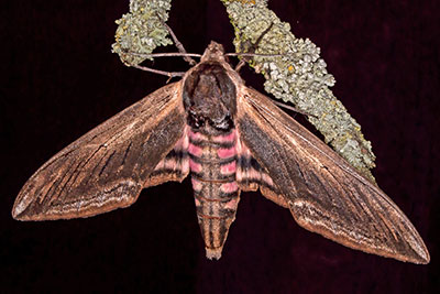 Ligusterschw�rmer Sphinx ligustri