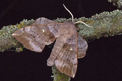 Pappelschw�rmer Laothoe populi