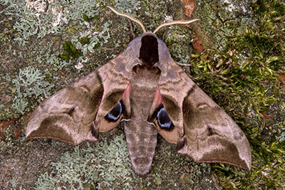 Abenpfauenauge Smerinthus ocellatus