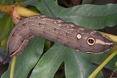 Raupe Gro�er Weinschw�rmer