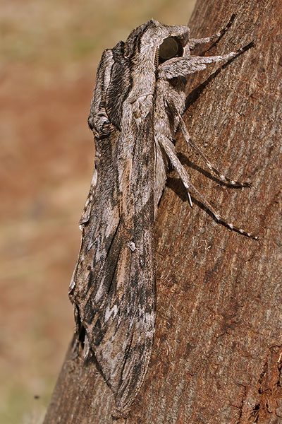 Windenschw�rmer in Arba Minch, �thiopen